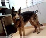 Small German Shepherd Dog Mix