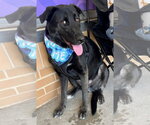 Small #1 Labrador Retriever Mix
