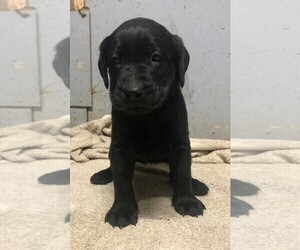 Labrador Retriever Puppy for Sale in PINE ISLAND, Minnesota USA
