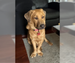 Johnny - Male Basset Hound-Retriever  Mix Dog for Adoption - Small photo