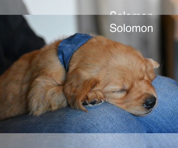 Medium Photo #6 Golden Retriever Puppy For Sale in EASTSOUND, WA, USA