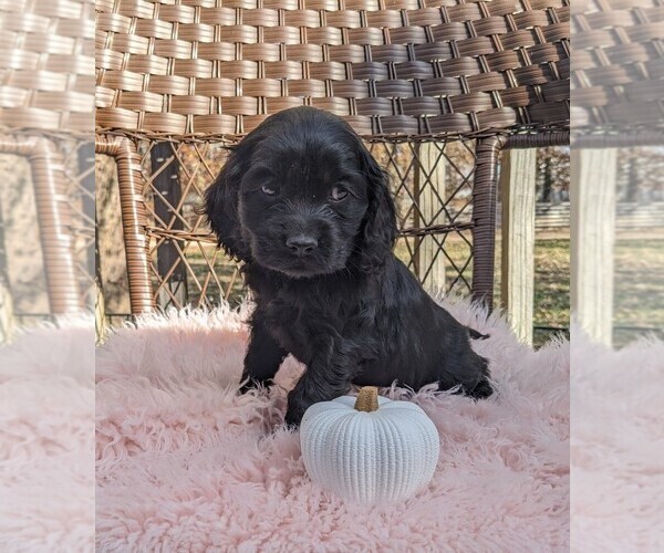 Medium Photo #6 Cock-A-Poo Puppy For Sale in SALEM, MO, USA