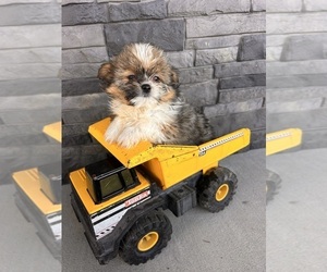 Shiranian Puppy for sale in MIDDLEBURY, IN, USA