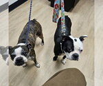 Small #1 Boston Terrier Mix