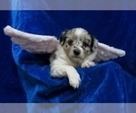 Small Photo #12 Miniature Australian Shepherd Puppy For Sale in NORWOOD, MO, USA
