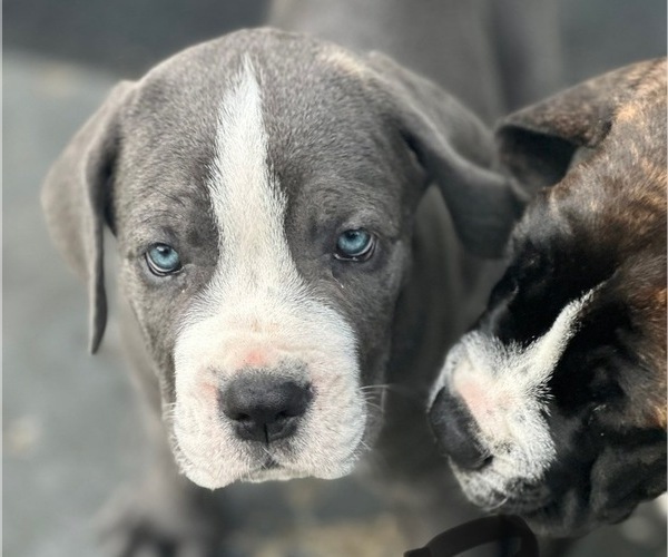 Medium Photo #6 Cane Corso Puppy For Sale in NEWARK, OH, USA