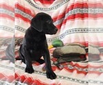 Small Photo #115 Labrador Retriever Puppy For Sale in MERIDEN, KS, USA