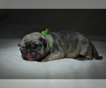 Small #3 Pug