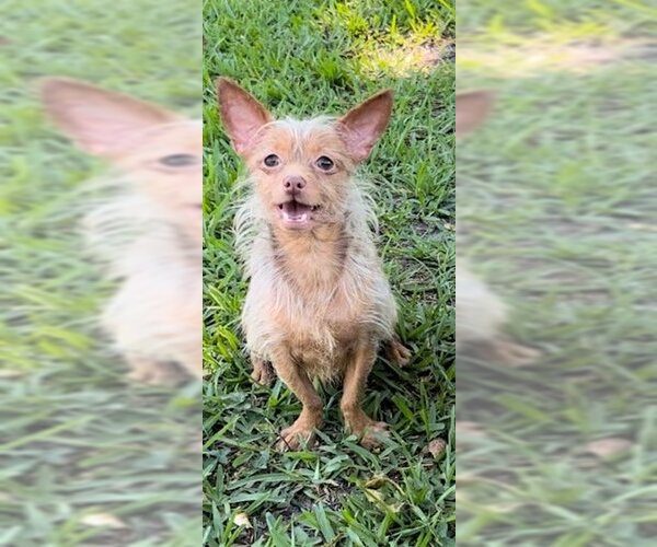 Medium Photo #10 Mutt Puppy For Sale in Weston, FL, USA