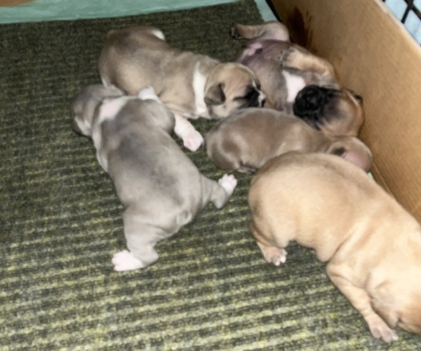 Medium Photo #1 French Bulldog Puppy For Sale in CROSWELL, MI, USA