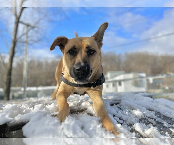 Medium Photo #11 Labrador Retriever-Unknown Mix Puppy For Sale in Elmsford, NY, USA