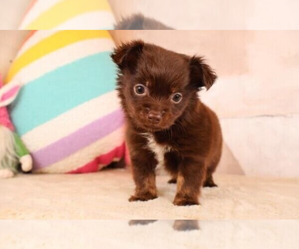 Medium Photo #12 Chihuahua Puppy For Sale in CORAL GABLES, FL, USA