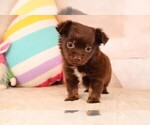 Small #11 Chihuahua