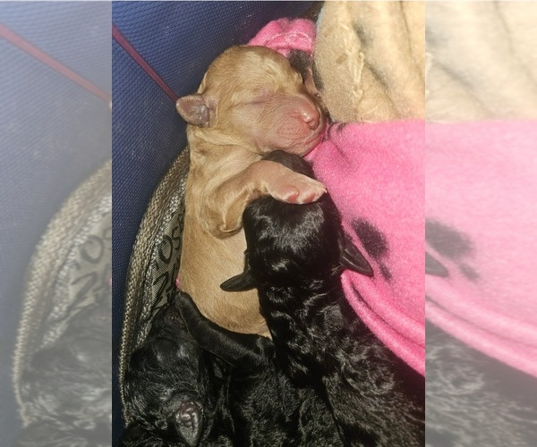 Medium Photo #2 Poodle (Standard) Puppy For Sale in MILWAUKEE, WI, USA