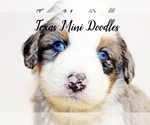 Puppy 2 Miniature Australian Shepherd-Miniature Bernedoodle Mix