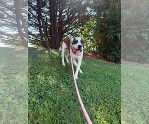 Curry - Male American Staffordshire Terrier-Unknown Mix Dog for Adoption - Photo #4