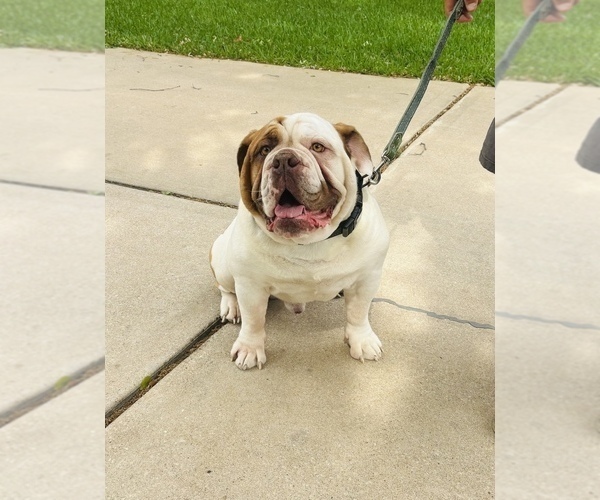 Medium Photo #1 Olde English Bulldogge Puppy For Sale in AUSTIN, TX, USA