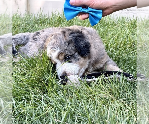 Medium Photo #3 Bernedoodle (Miniature) Puppy For Sale in ROY, UT, USA