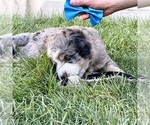 Small #2 Bernedoodle (Miniature)