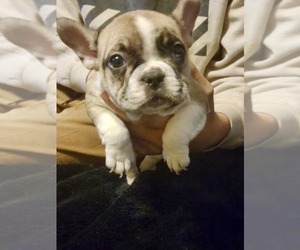 French Bulldog Puppy for sale in SICKLERVILLE, NJ, USA
