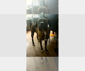 Boxer Dogs for adoption in Austin, TX, USA