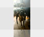 Small Boxer