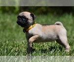 Image preview for Ad Listing. Nickname: Honey Bee