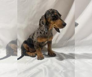 Dachshund Puppy for Sale in SAN CLEMENTE, California USA