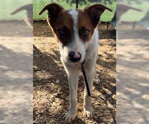 German Shepherd Dog-Unknown Mix Dogs for adoption in Santa Barbara, CA, USA
