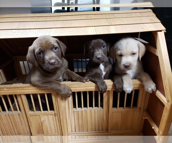 Medium Photo #1 Goldendoodle-Vizsla Mix Puppy For Sale in MOUNT VERNON, WA, USA