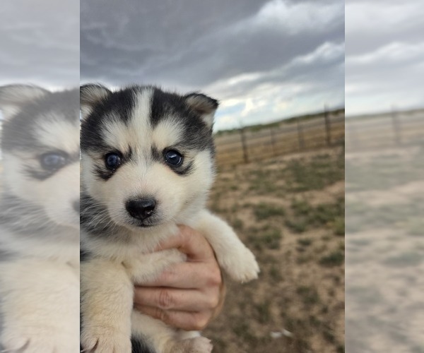 Medium Photo #6 Pomsky Puppy For Sale in CEDAR CITY, UT, USA