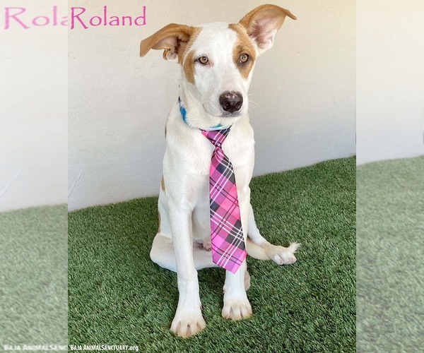 Medium Photo #6 Jack Russell Terrier-Unknown Mix Puppy For Sale in San Diego, CA, USA