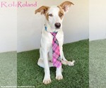 Small #5 Jack Russell Terrier Mix