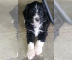 Puppy 1 Aussiedoodle-Poodle (Standard) Mix