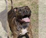 Small #7 American Pit Bull Terrier