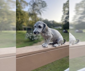 Maltipoo Puppy for sale in CLEVELAND, TN, USA