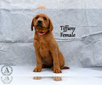 Small Photo #51 Labrador Retriever Puppy For Sale in DAYTON, VA, USA