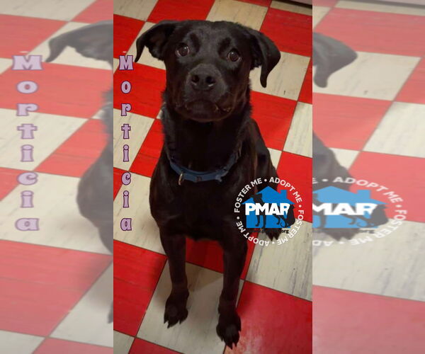 Medium Photo #1 Labrador Retriever-Unknown Mix Puppy For Sale in Binghamton, NY, USA