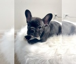 Small Photo #50 French Bulldog Puppy For Sale in DENVER, CO, USA