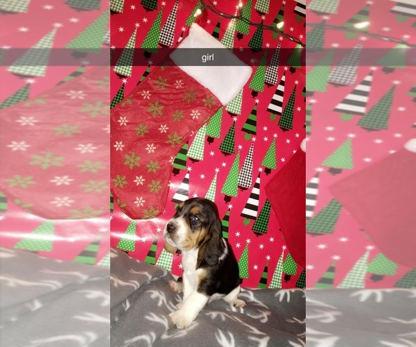 Medium Photo #1 Basset Hound Puppy For Sale in UNION, KY, USA