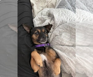 Pebbles - Female Chihuahua-Unknown Mix Dog for Adoption - Photo #3