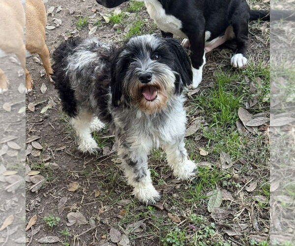 Medium Photo #1 Miniature Schnauzer-Unknown Mix Puppy For Sale in Oakhurst, NJ, USA