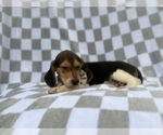 Small #6 Beagle