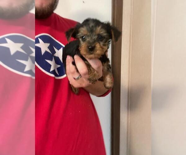 Medium Photo #1 Yorkshire Terrier Puppy For Sale in MCMINNVILLE, TN, USA