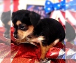 Small #5 Yorkshire Terrier