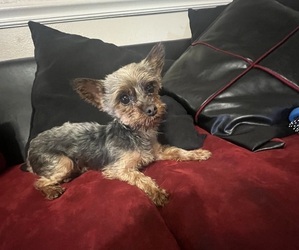 Yorkshire Terrier Puppy for sale in SAINT LOUIS, MO, USA
