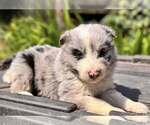 Small #1 Border Collie