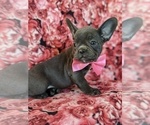 Small Photo #2 French Bulldog Puppy For Sale in PEACH BOTTOM, PA, USA
