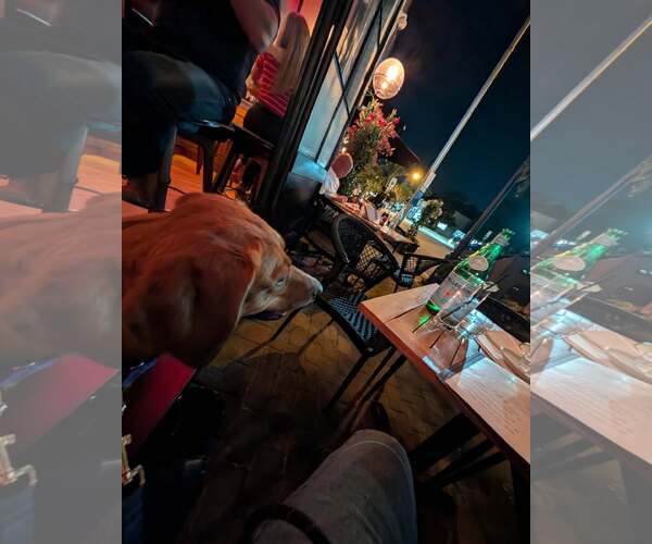 Medium Photo #4 Redbone Coonhound-Unknown Mix Puppy For Sale in Westwood, NJ, USA