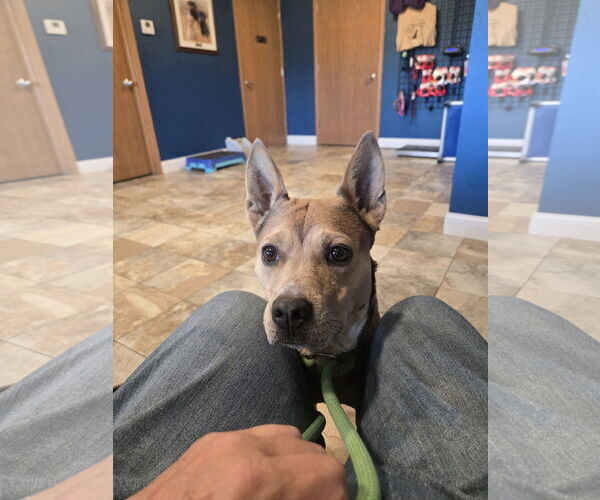 Medium Photo #2 Carolina Dog-Unknown Mix Puppy For Sale in Montello, WI, USA